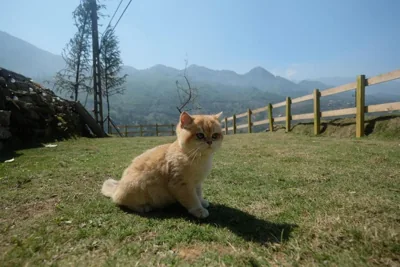 DE MONG SAPA – Photos 12